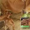 Bò Bị Chướng Bụng Đầy Hơi Nguyên Nhân Và Cách Điều Trị Hiệu Quả