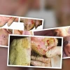 Bò bị lở mồm long móng Nguyên nhân triệu chứng và cách điều trị hiệu quả