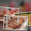 Chi phí Nuôi 100 Con Gà Thả Vườn Năm 2026