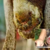 Dê Bị Lở Miệng Nguyên Nhân Triệu Chứng Và Cách Điều Trị Hiệu Quả
