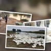 Giá thu mua gà vịt hôm nay cập nhật mới nhất 2026