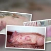 Hiểu Rõ Lợn Bị Tai Xanh (PRRS) Nguyên Nhân Triệu Chứng Và Phòng Trị Hiệu Quả