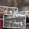 Khởi nghiệp Nuôi Chim Bồ Câu Pháp Thành Công