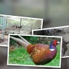 Mô hình nuôi chim trĩ đỏ mang lại lợi nhuận cao