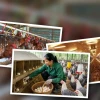Nuôi gà siêu trứng nhốt lồng Hiệu quả Kinh tế Cao 2026