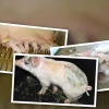 Phân tích Chuyên sâu Lợn con bị tiêu chảy và Giải pháp Phòng bệnh
