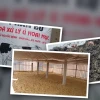 Phân trâu bò ướt trát chuồng gà Loại Nào Tốt Hơn Cho Cây Trồng