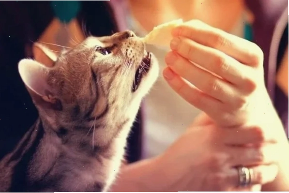 4 tác hại khi cho mèo ăn phô mai con bò cười