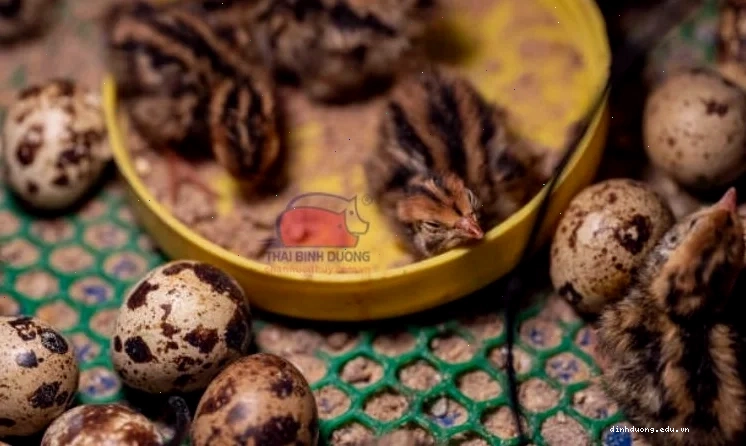 Ấp trứng cút lộn thành công nở ra chim con khỏe mạnh