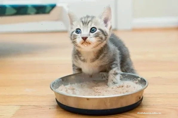 B&aacute;t ăn đ&ocirc;i inox chống g&ugrave; cho ch&oacute; m&egrave;o PETKIT