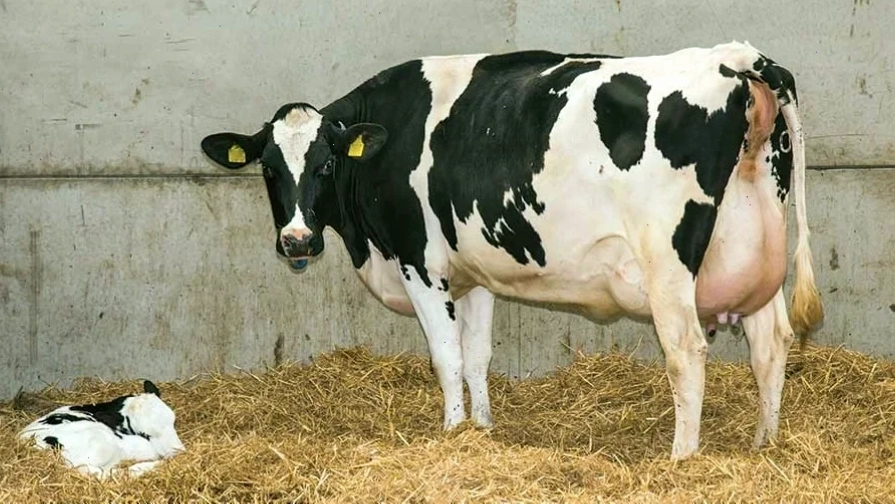 Bò nái tụt canxi sau sinh biểu hiện nằm liệt