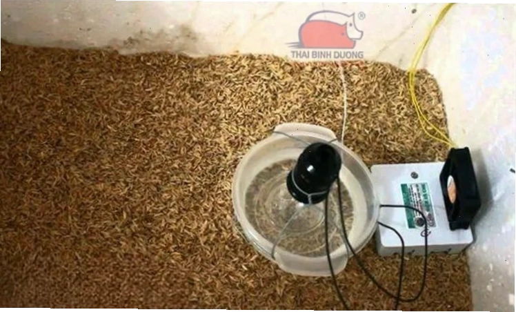 Buồng ấp tự chế với các thiết bị cơ bản