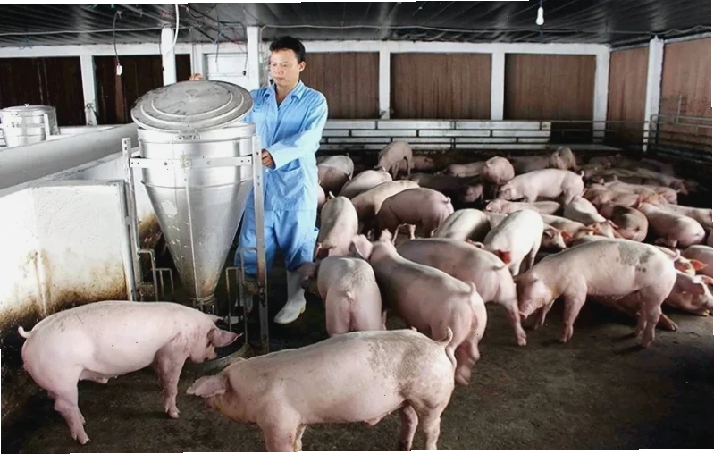Các loại cám cho từng giai đoạn phát triển của heo