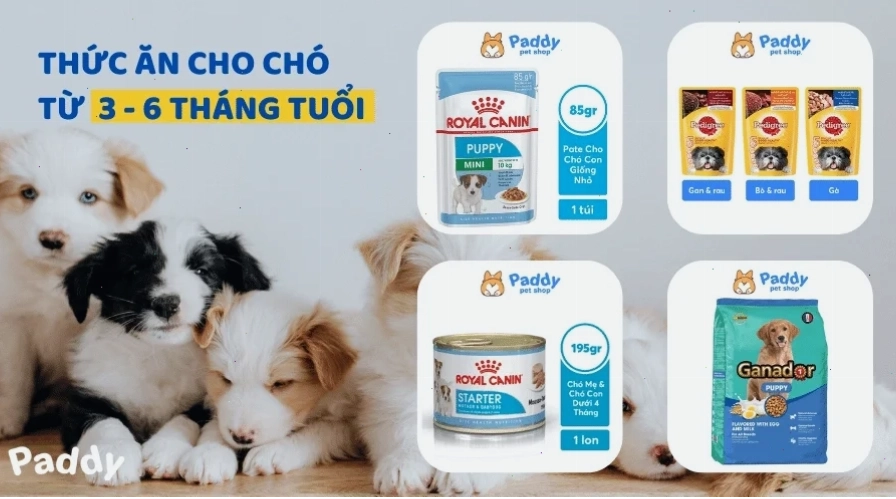 Các loại pate dinh dưỡng cho chó 3 tháng tuổi