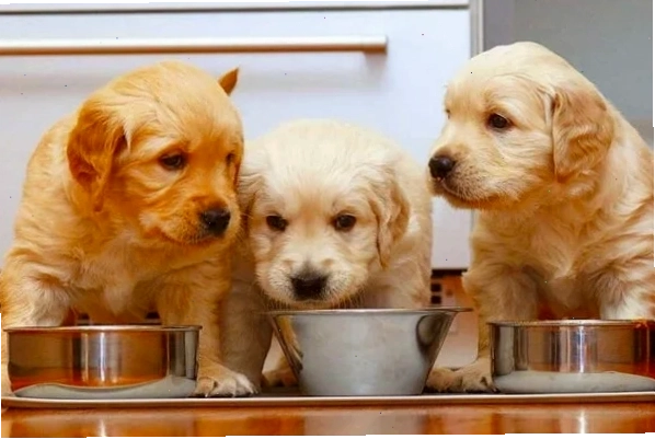 Các loại pate ngon miệng phù hợp với lịch ăn cho chó con