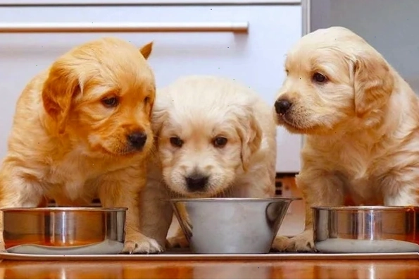 Các loại pate và hạt dinh dưỡng cho chó lớn