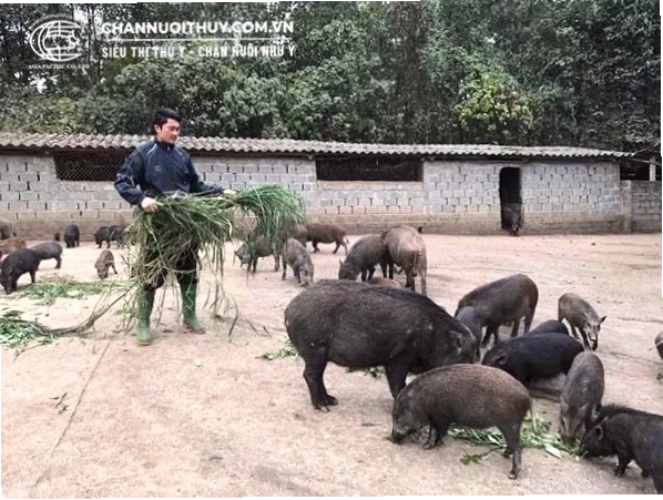 Các loại thức ăn cho heo rừng