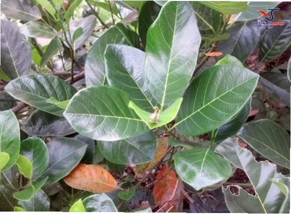 Các loại thức ăn tươi cho dê núi
