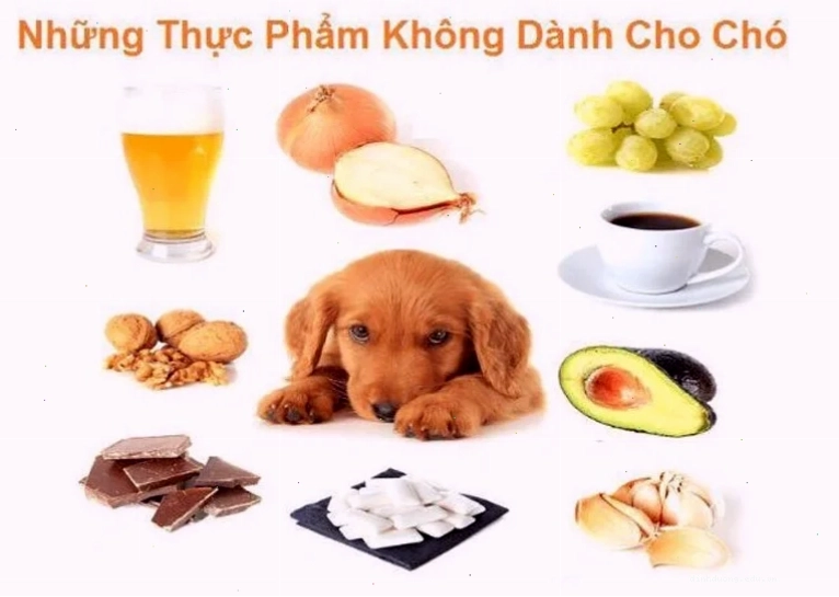 Các thực phẩm chó con 2 tháng tuổi không nên ăn