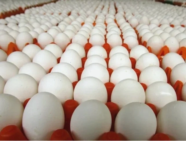 Cách bảo quản trứng ấp trong khay chuyên dụng