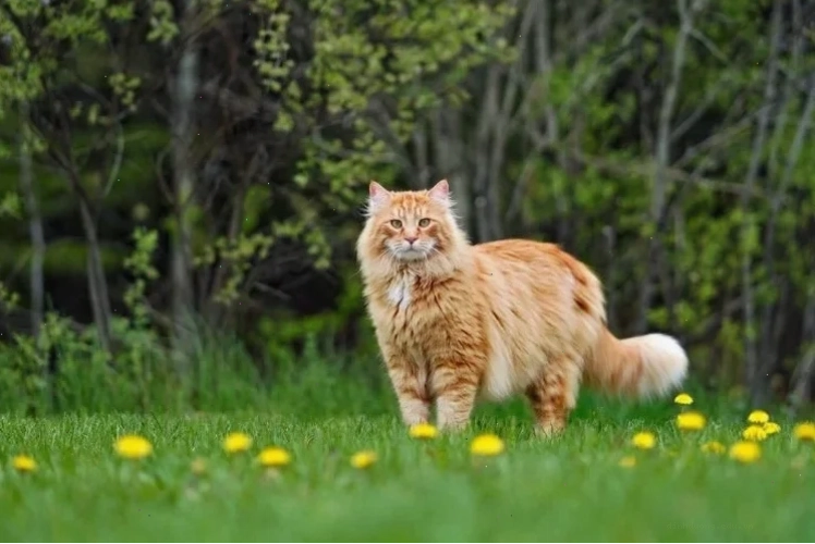 Cách chăm sóc mèo Maine Coon toàn diện tại Việt Nam