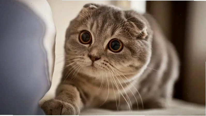 Cách chăm sóc mèo tai cụp ở Việt Nam