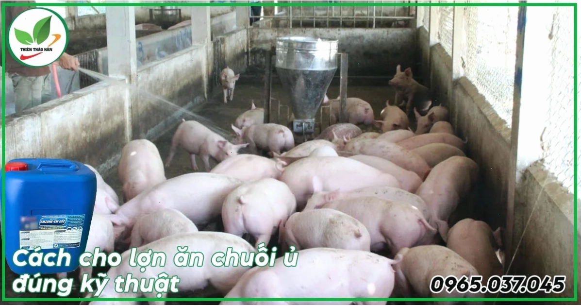 Cách cho lợn ăn chuối ủ hiệu quả và đúng kỹ thuật
