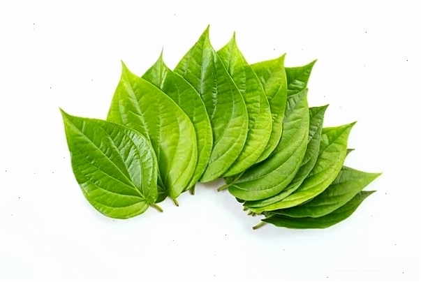 Cách chữa khò khè cho gà bằng lá trầu không tươi