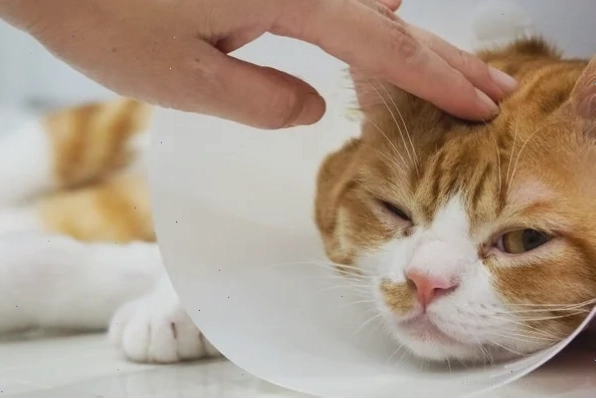 Cách chữa mèo bị đường ruột hiệu quả tại nhà