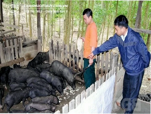 Cách phối trộn thức ăn cho heo rừng lai
