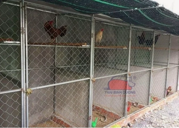 Cách thiết kế chuồng gà đơn giản và hiệu quả