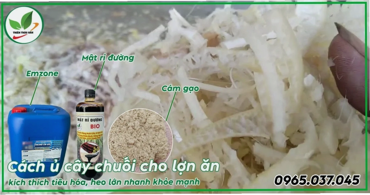 Cách ủ cây chuối cho lợn (heo) ăn chuẩn kỹ thuật