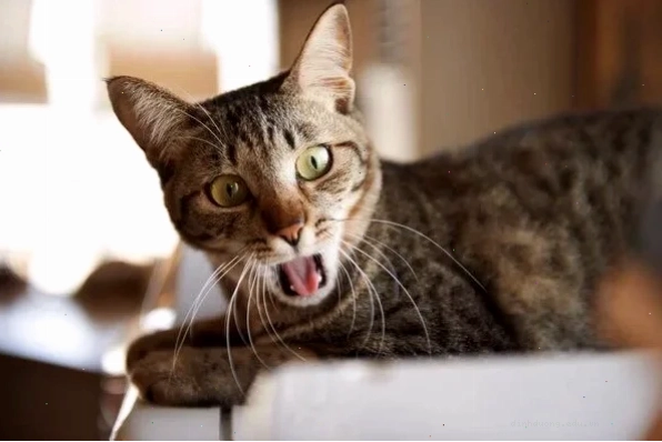 Cách xử lý và phòng ngừa bệnh tắc búi lông ở mèo