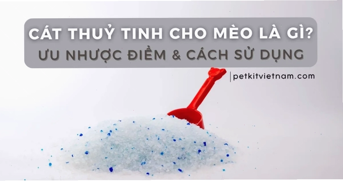 Cát thủy tinh cho mèo
