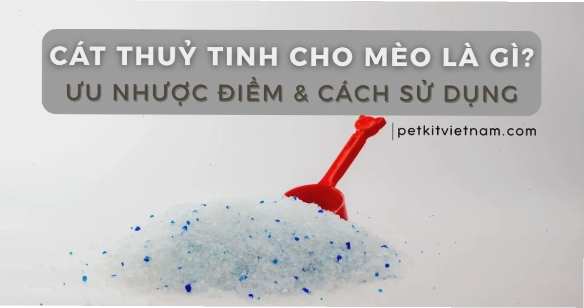 Cát thủy tinh cho mèo là gì Ưu nhược điểm & Cách sử dụng hiệu quả