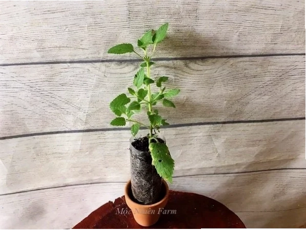 Cây Cỏ mèo (Catnip) được trồng trong chậu tại nhà