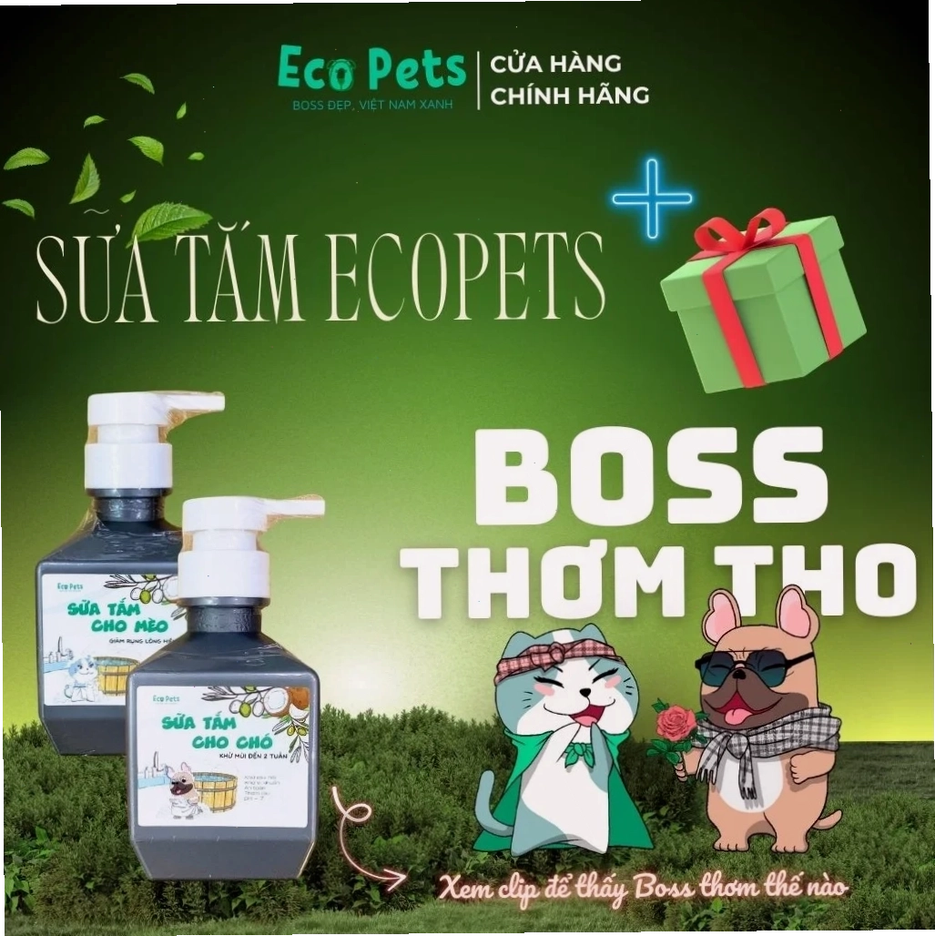 Chăm sóc chó Poodle bị phai màu lông