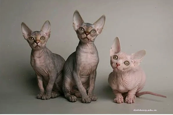 Chăm sóc da mèo Sphynx cần sự tỉ mỉ và kiến thức chuyên môn