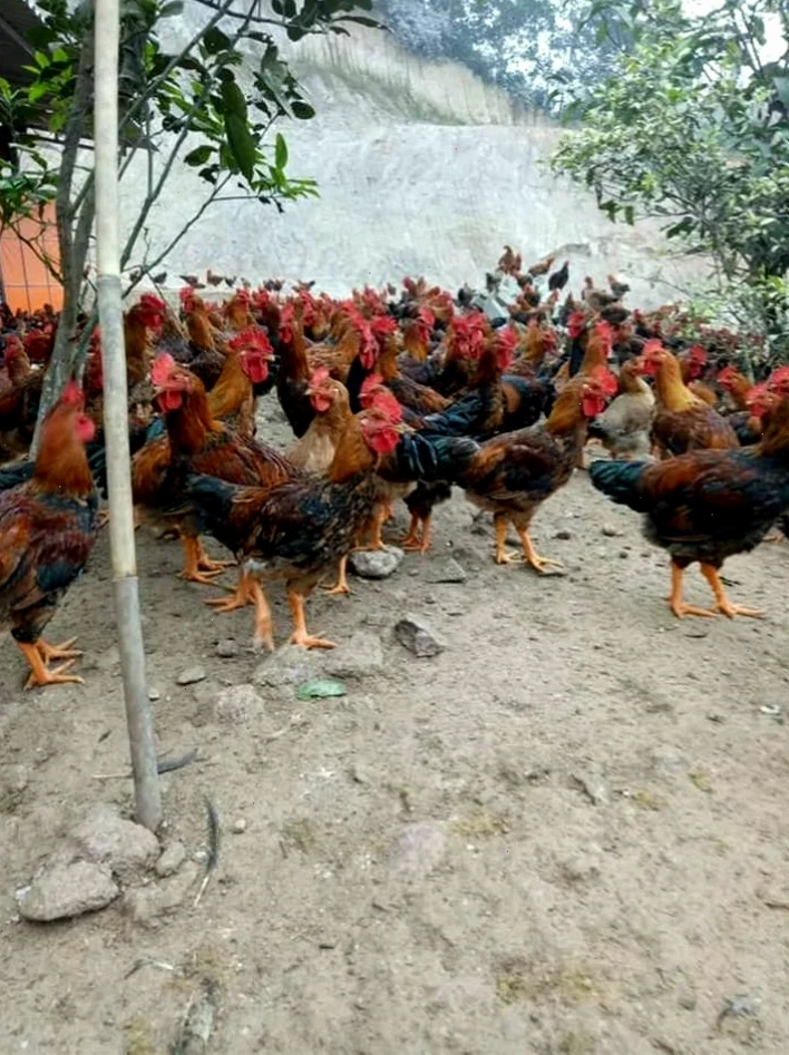Chăm sóc gà mái sinh sản