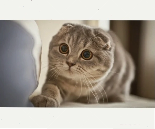 Chăm sóc sức khỏe mèo Scottish Fold