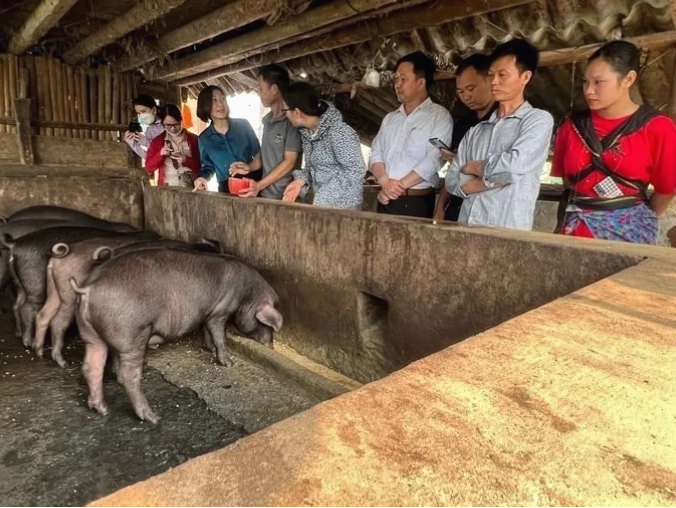 Chế biến thức ăn ủ men cho lợn bản
