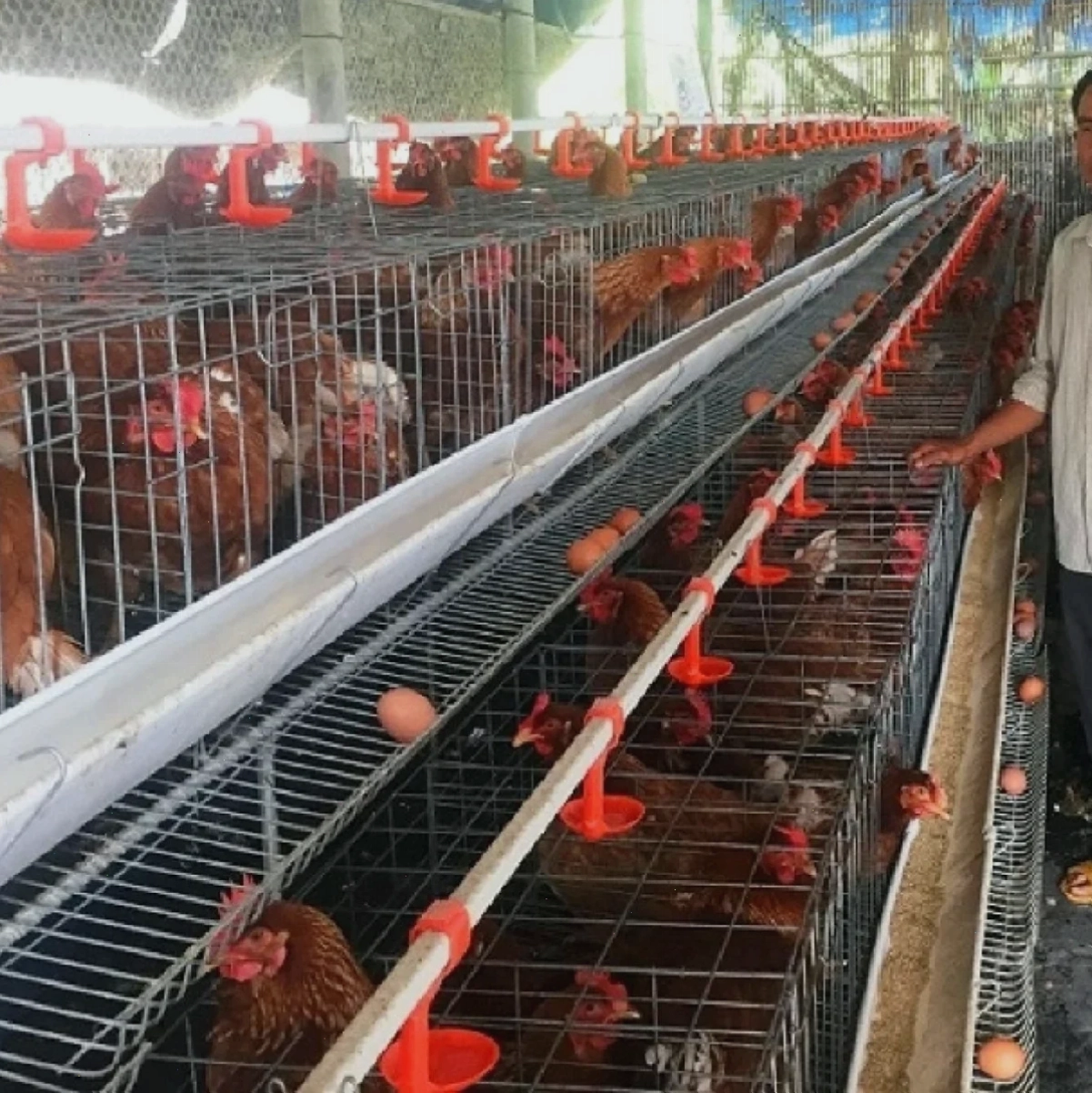 Chi phí làm chuồng gà cần tính toán kỹ lưỡng khẩu phần ăn