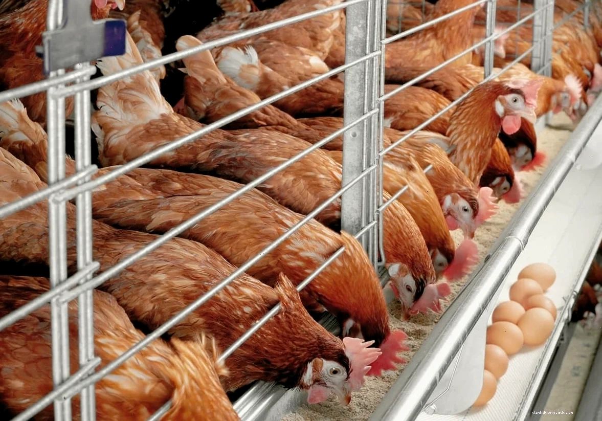 Chi phí làm chuồng gà rộng rãi cho mô hình thả vườn