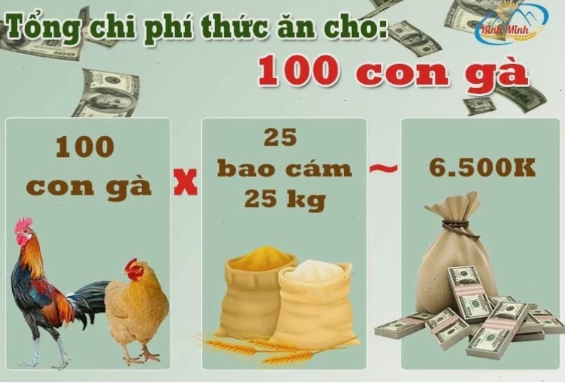 Chi phí nuôi 100 con gà giống chất lượng cao
