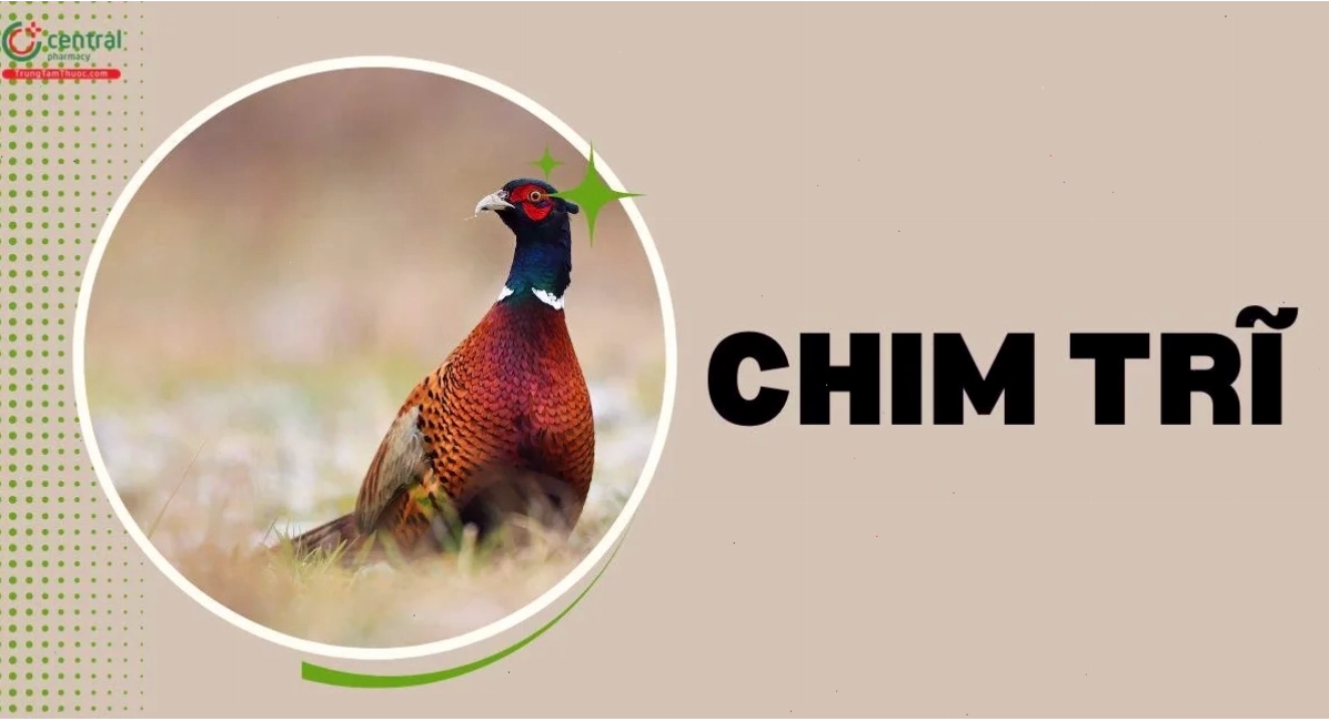 Chim Trĩ Đỏ trong môi trường nuôi nhốt