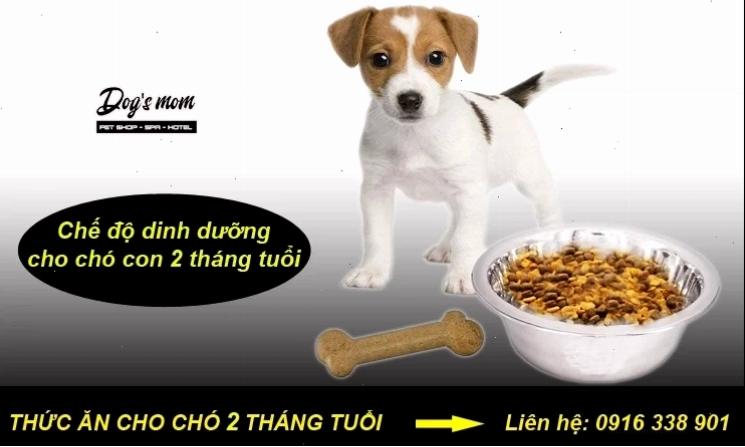Chó 2 tháng tuổi ăn gì bổ sung đạm và năng lượng