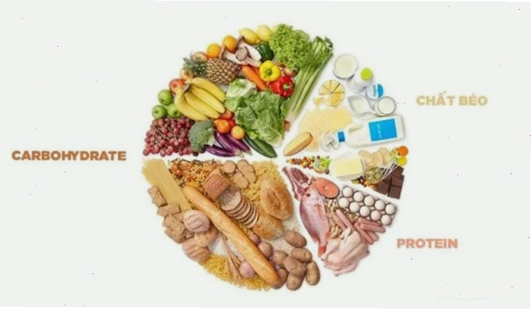 Chó 2 tháng tuổi ăn gì nên bổ sung chất béo đạm vitamin và tinh bột