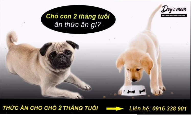 Chó 2 tháng tuổi ăn gì tốt cho sức khỏe