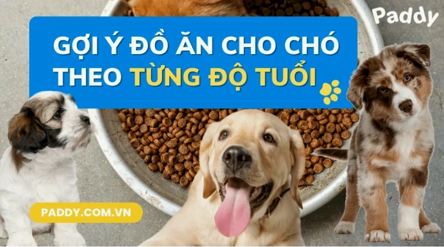 Chó 3 tháng tuổi ăn gì với thức ăn mềm dễ tiêu hóa