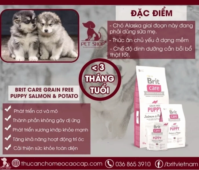 Chó Alaska ăn gì giai đoạn dưới 3 tháng tuổi